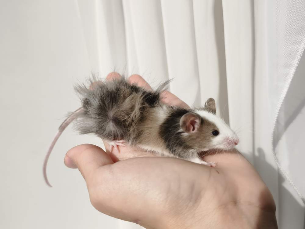 Fancy mouse Retired Mus musculus 