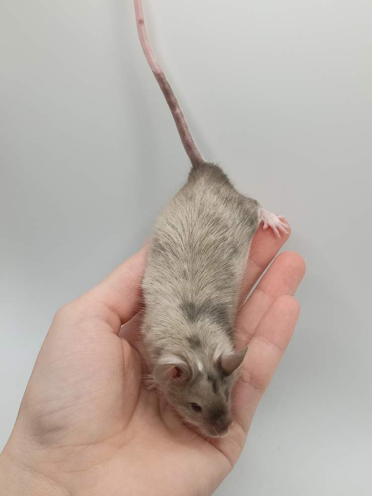 Fancy mouse Breeder Mus musculus 