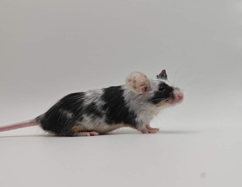 Fancy mouse Breeder Mus musculus 