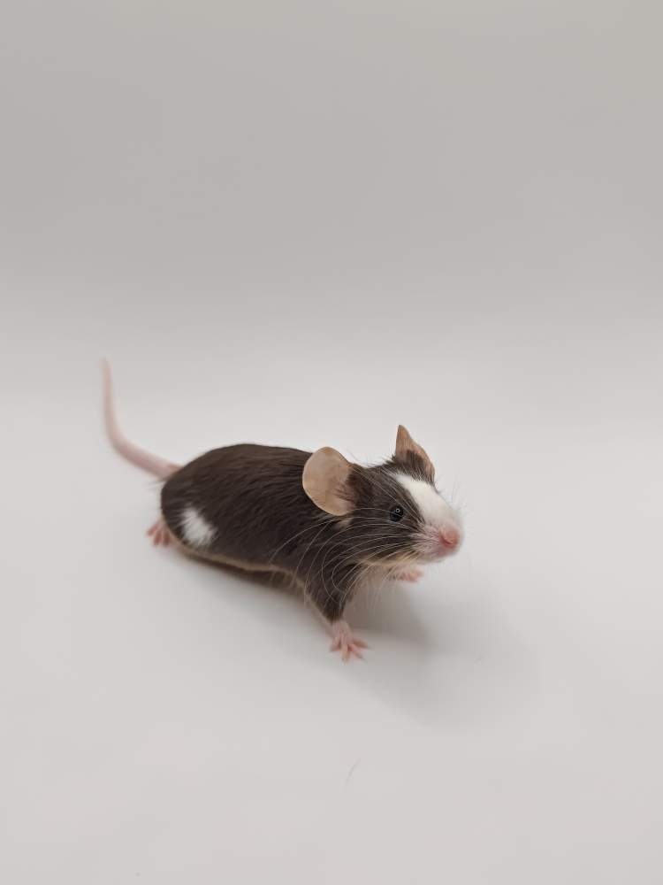 Fancy mouse Breeder Mus musculus 