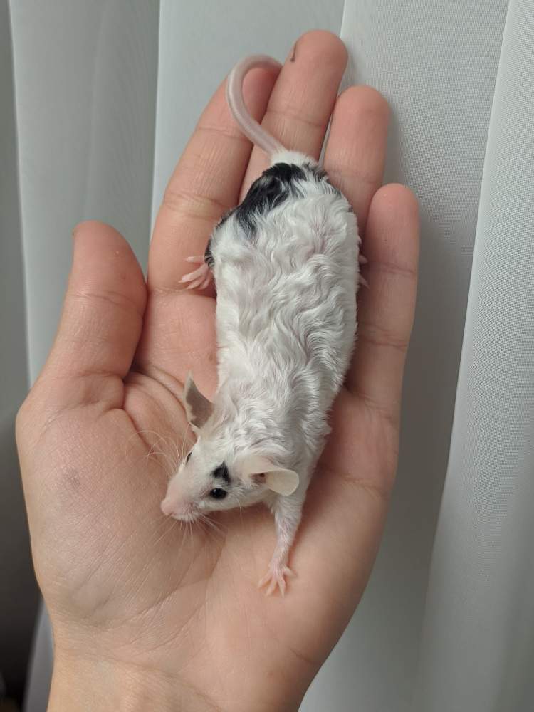 Fancy mouse Breeder Mus musculus 