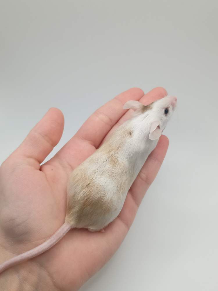 Fancy mouse Breeder Mus musculus 