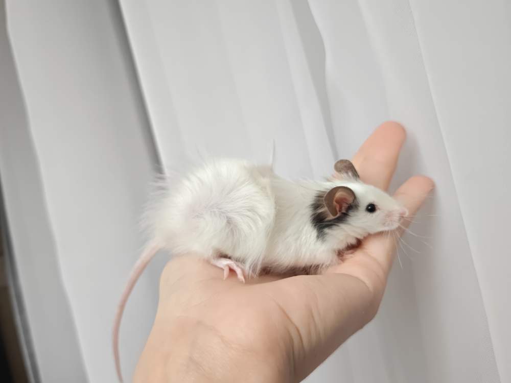 Fancy mouse Breeder Mus musculus 