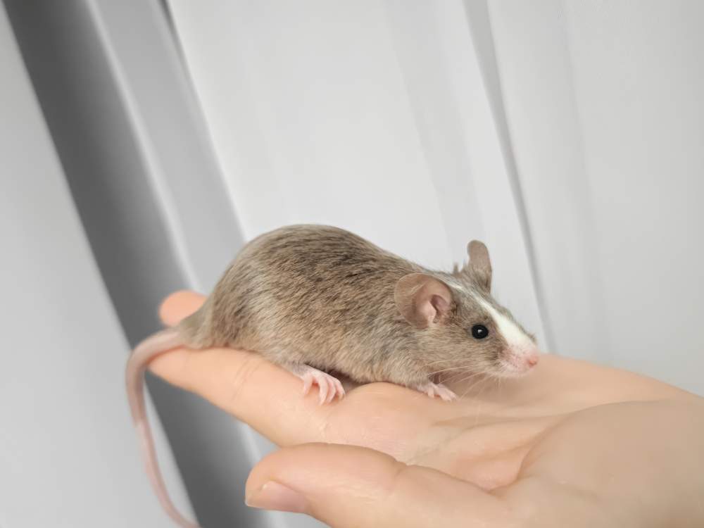 Fancy mouse Breeder Mus musculus 