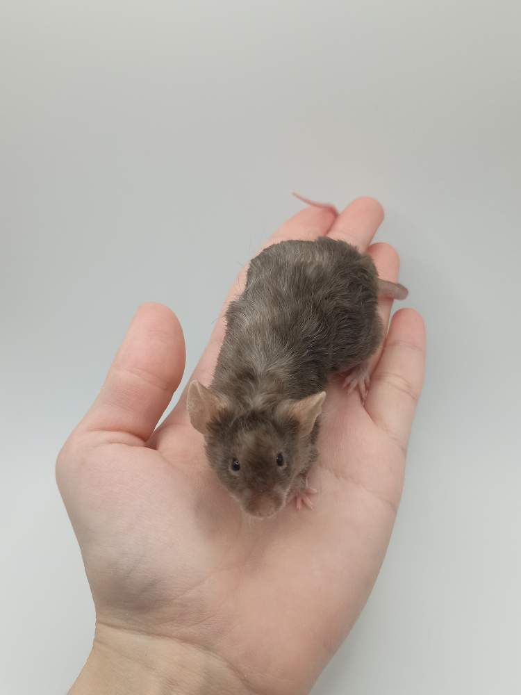 Fancy mouse Breeder Mus musculus 