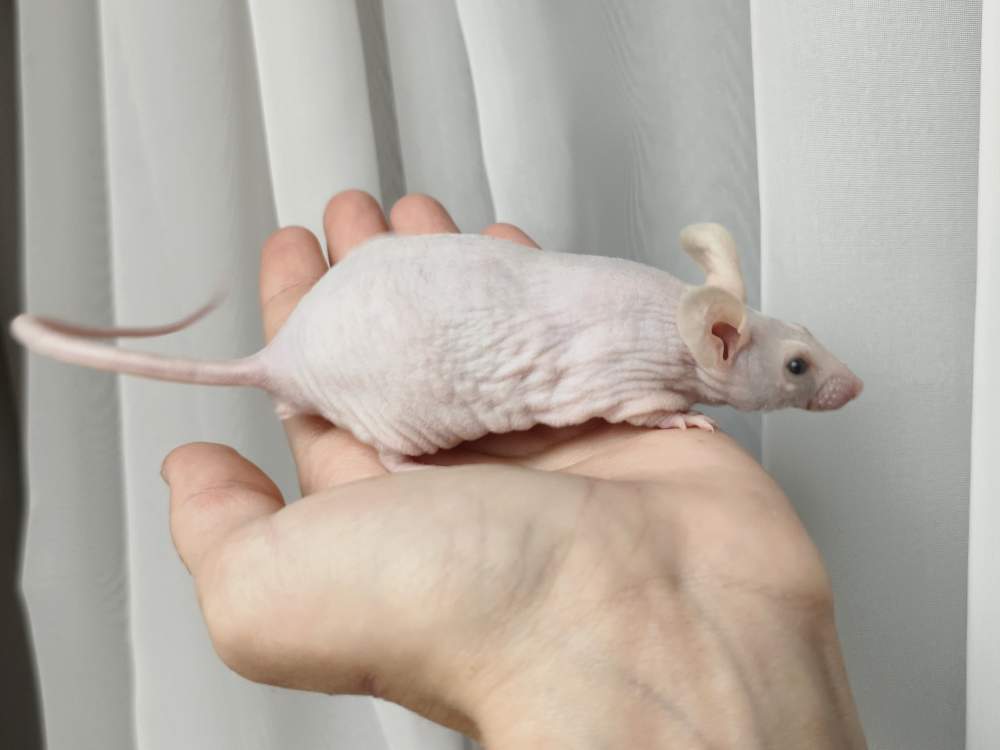 Fancy mouse Breeder Mus musculus 