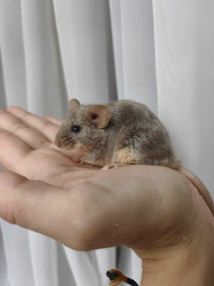 Fancy mouse Breeder Mus musculus 