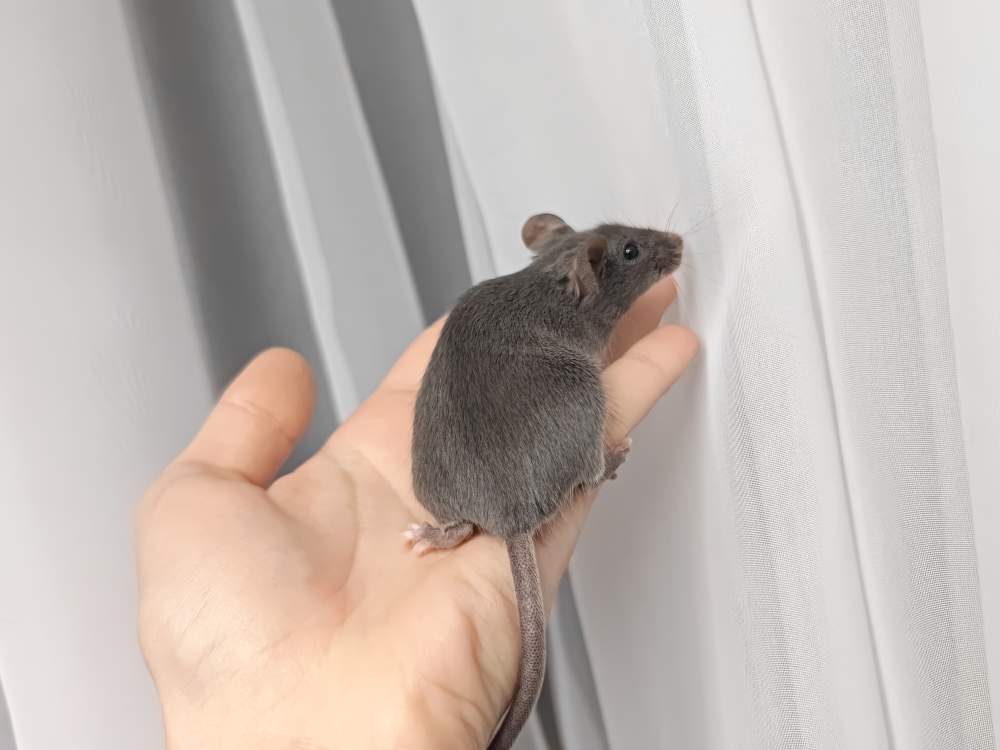 Fancy mouse Breeder Mus musculus 