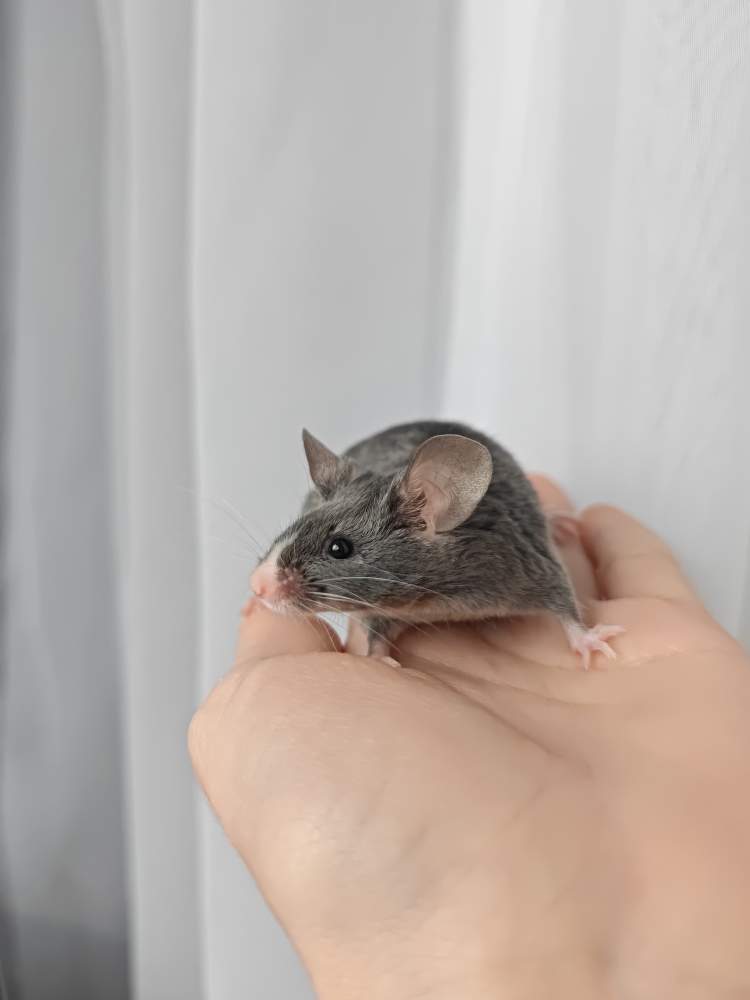 Fancy mouse Breeder Mus musculus 