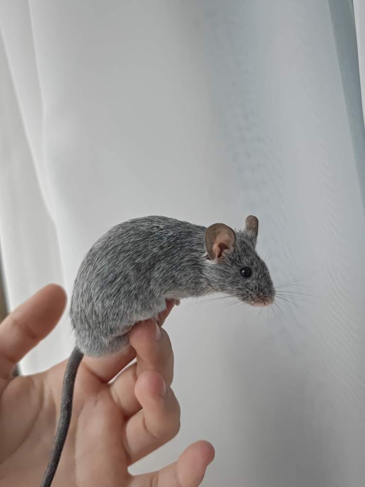 Fancy mouse Breeder Mus musculus 
