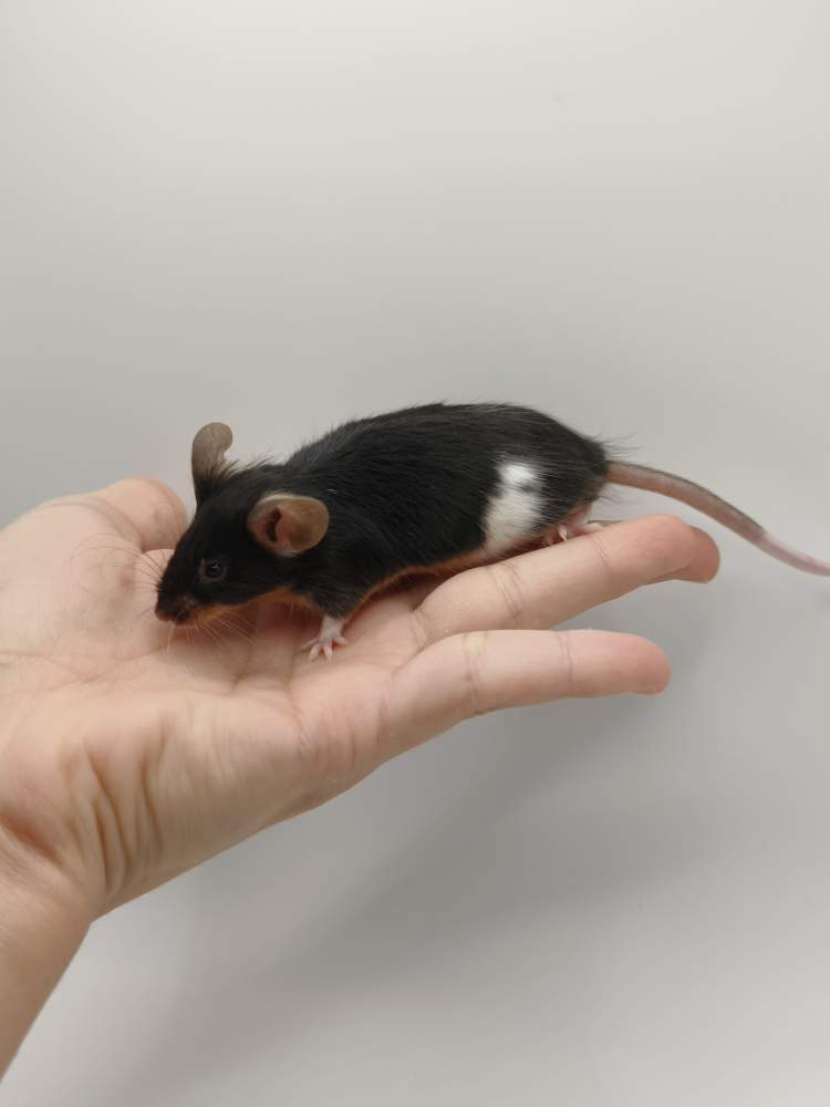 Fancy mouse Breeder Mus musculus 