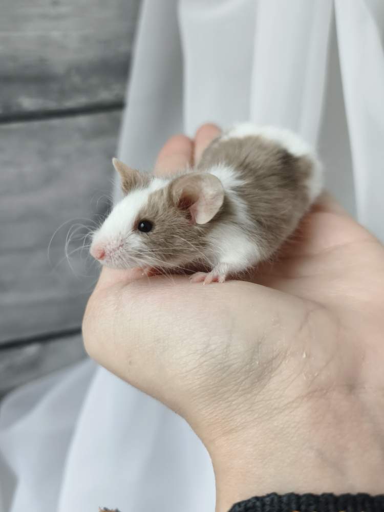 Fancy mouse Retired Mus musculus 