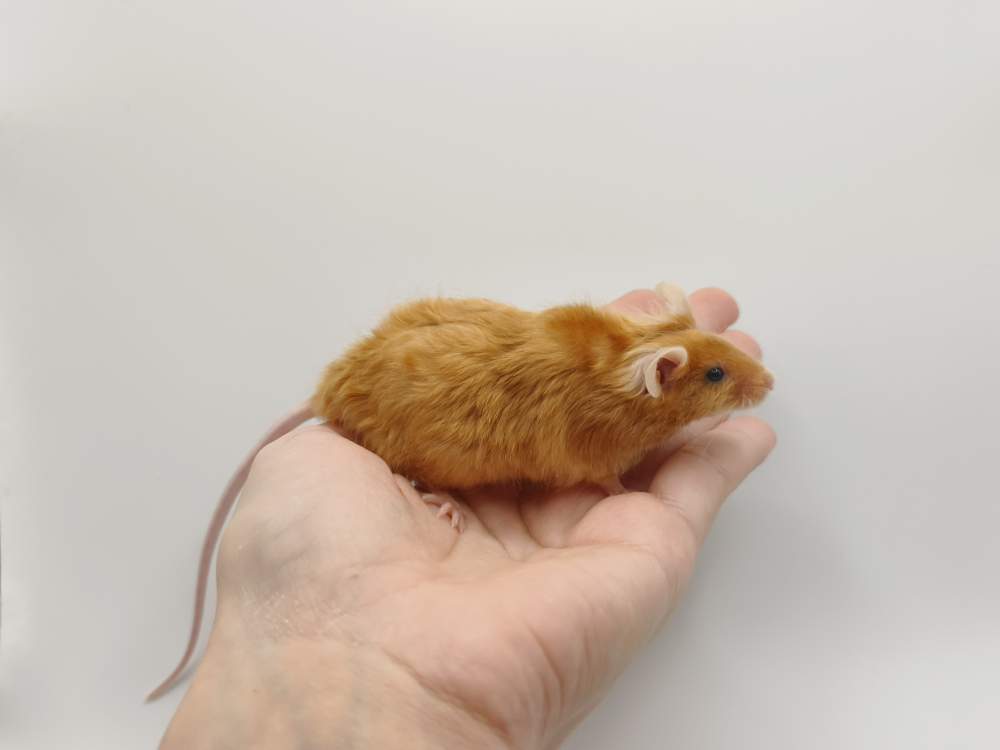 Fancy mouse Breeder Mus musculus 