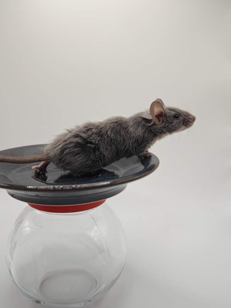 Fancy mouse Breeder Mus musculus 
