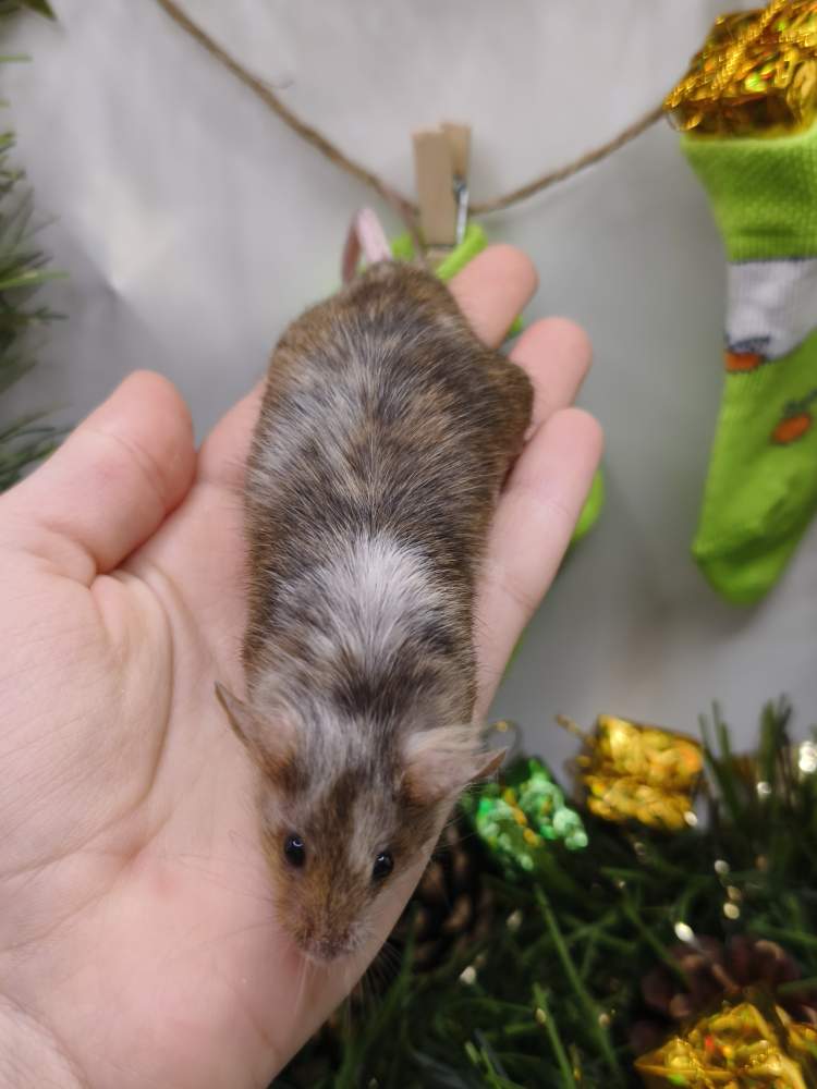 Fancy mouse Breeder Mus musculus 