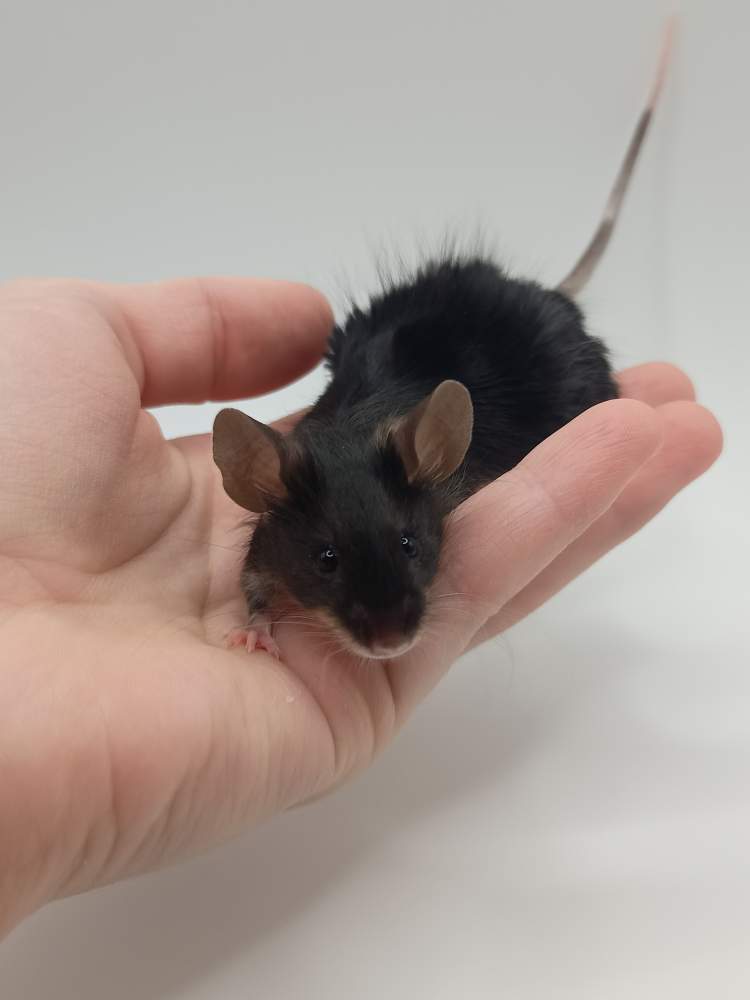 Fancy mouse Breeder Mus musculus 