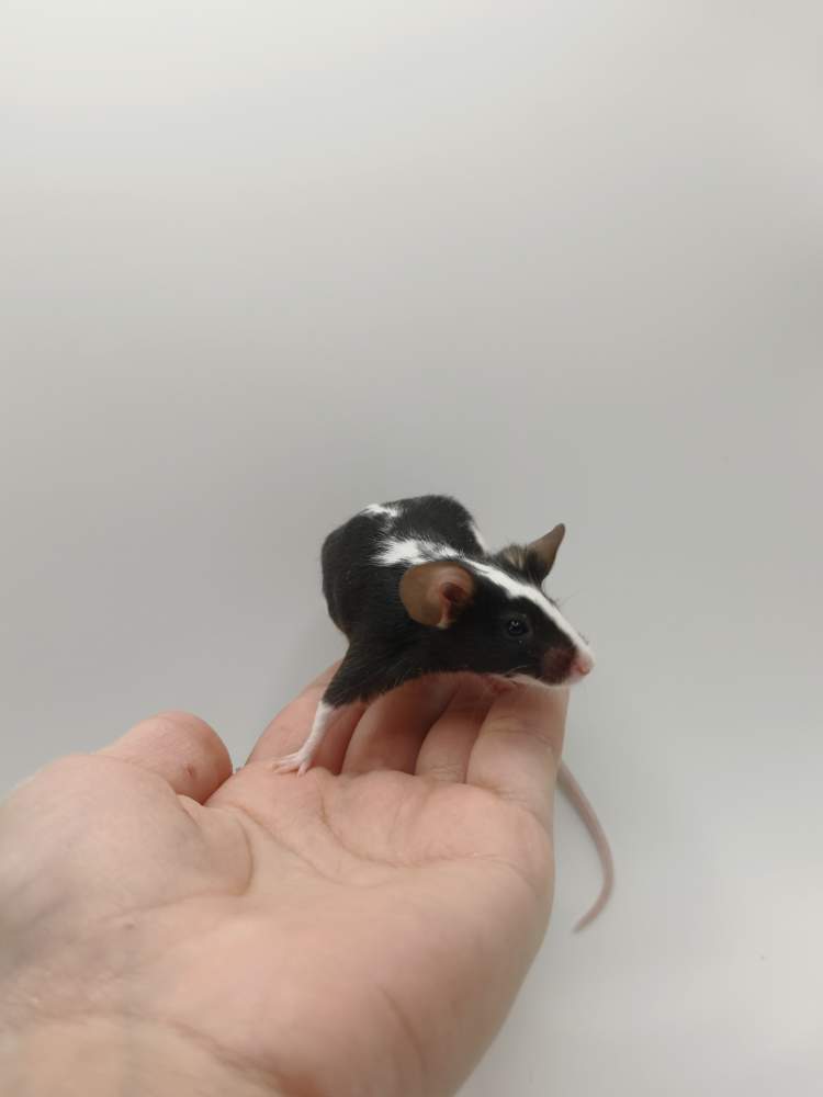 Fancy mouse Breeder Mus musculus 