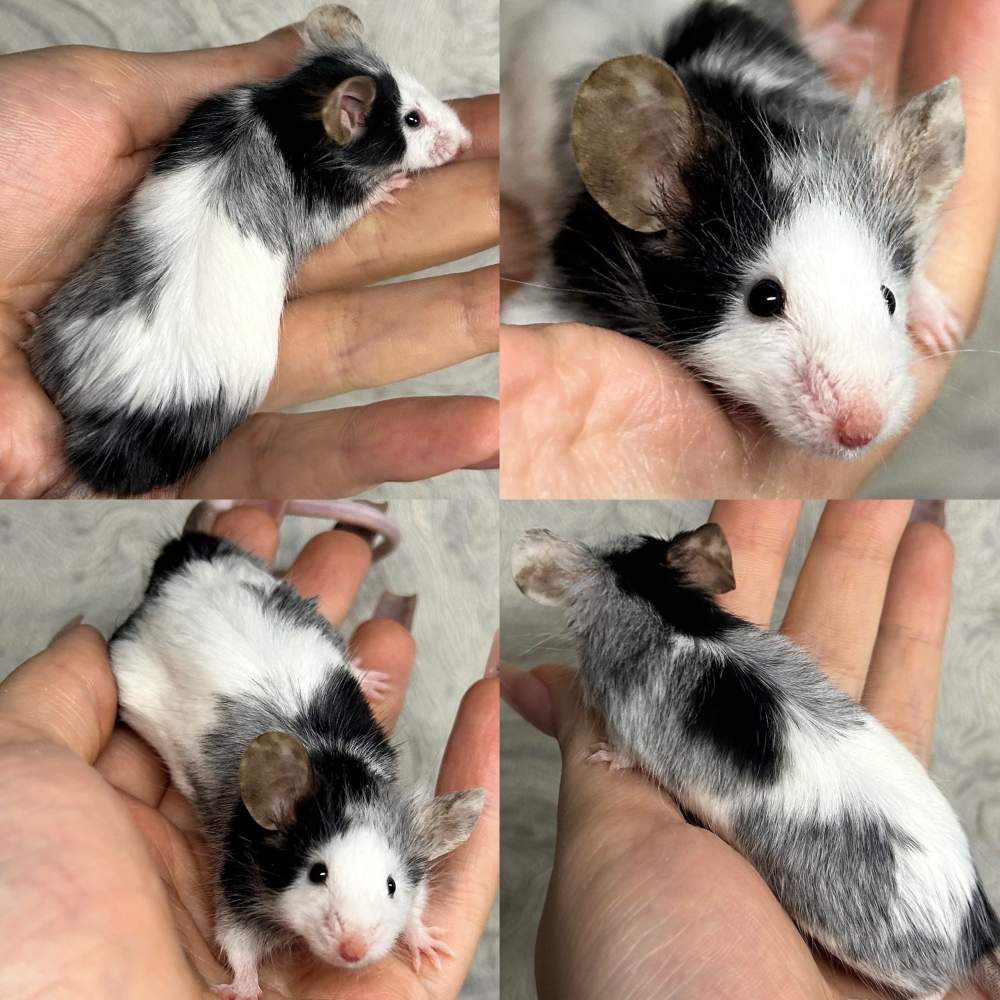 Fancy mouse Owned by other Mus musculus 