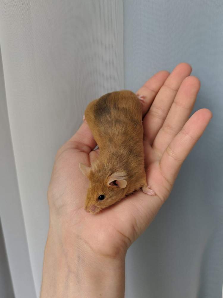 Fancy mouse Breeder Mus musculus 