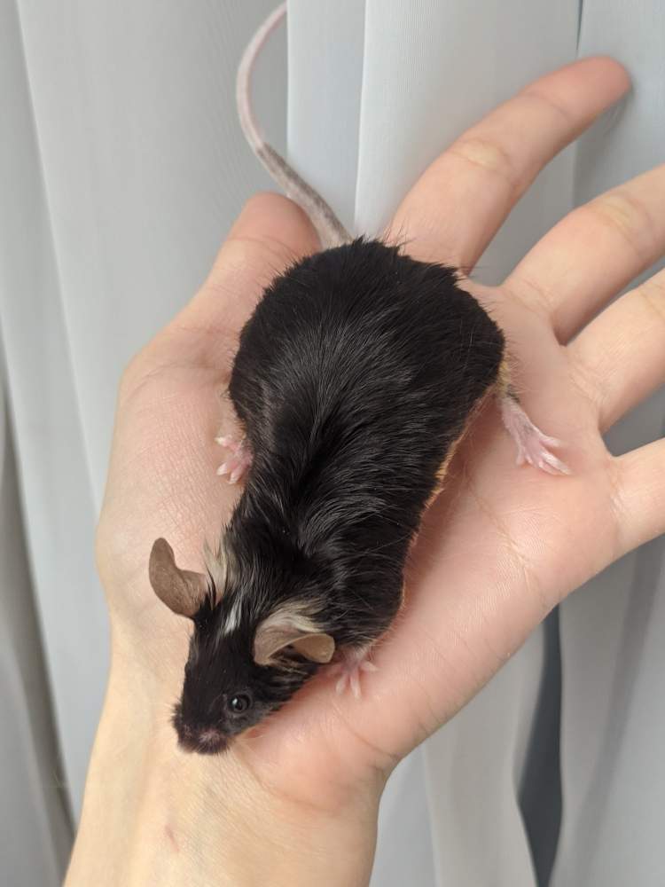 Fancy mouse Breeder Mus musculus 