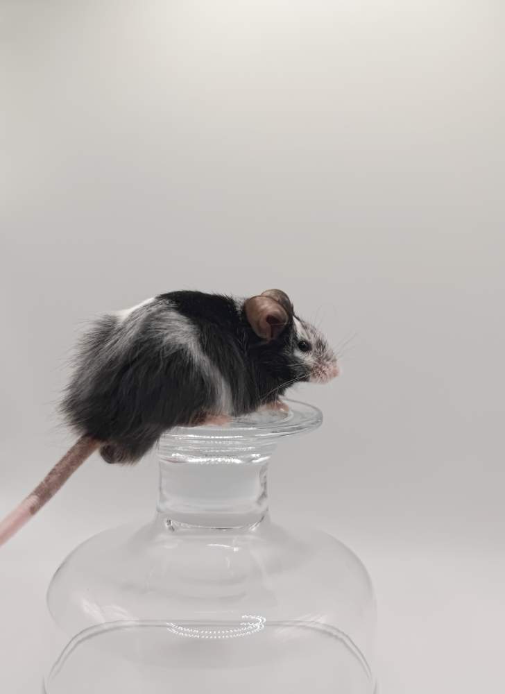 Fancy mouse Breeder Mus musculus 