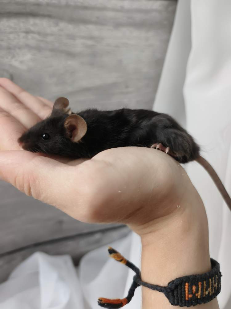 Fancy mouse Breeder Mus musculus 