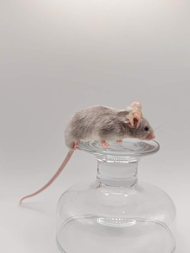 Fancy mouse Breeder Mus musculus 