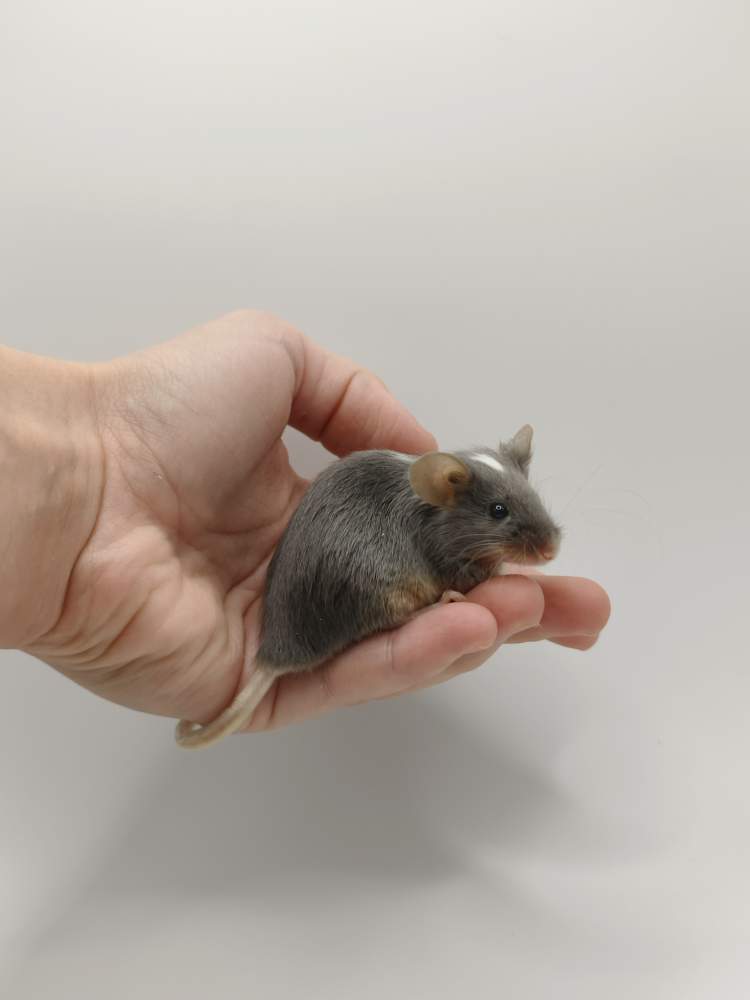 Fancy mouse Breeder Mus musculus 