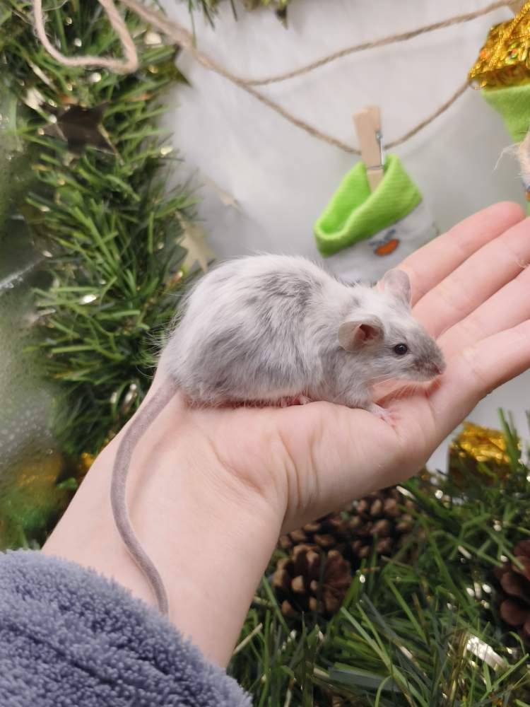 Fancy mouse Breeder Mus musculus 