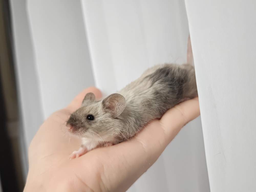 Fancy mouse Breeder Mus musculus 