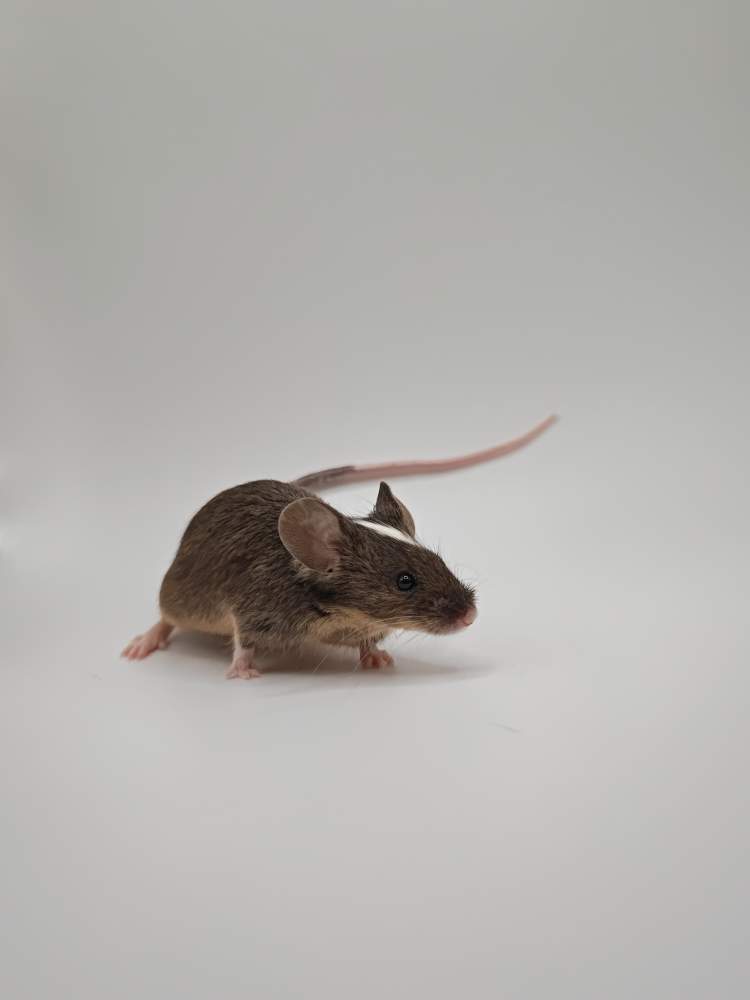 Fancy mouse Breeder Mus musculus 