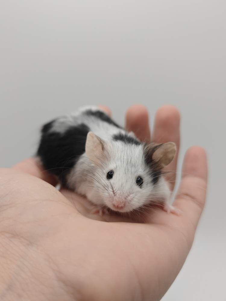 Fancy mouse Breeder Mus musculus 