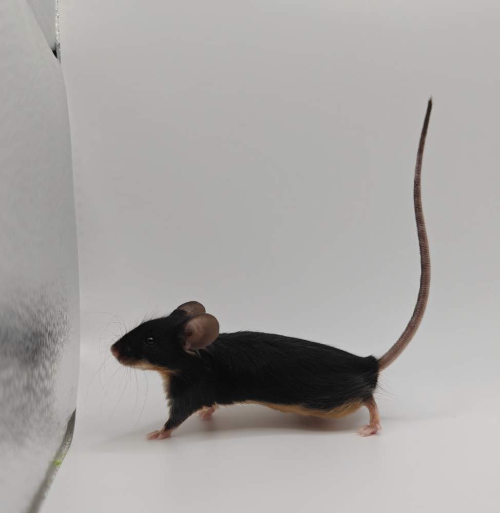 Fancy mouse Breeder Mus musculus 