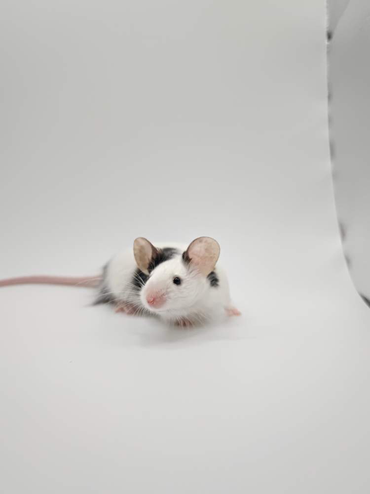 Fancy mouse Breeder Mus musculus 