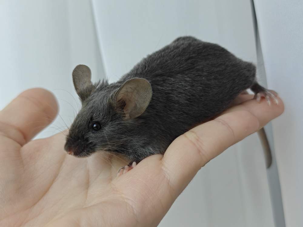 Fancy mouse Breeder Mus musculus 