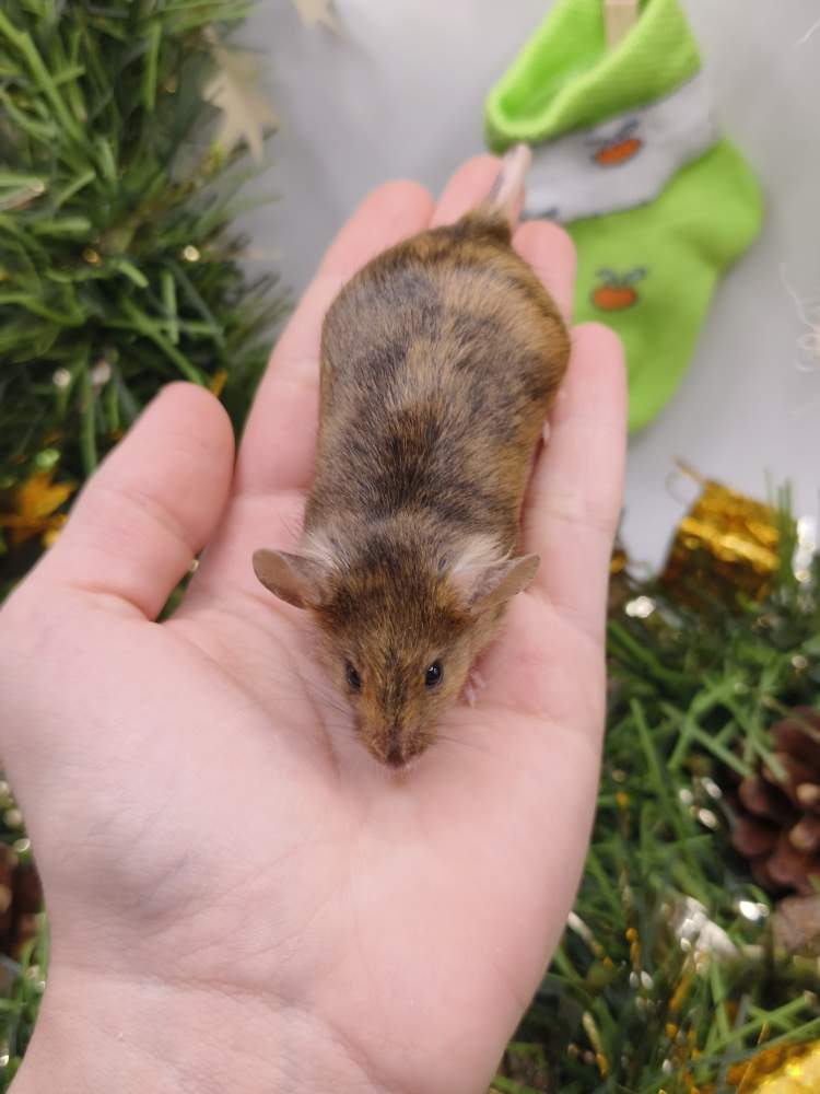 Fancy mouse Breeder Mus musculus 