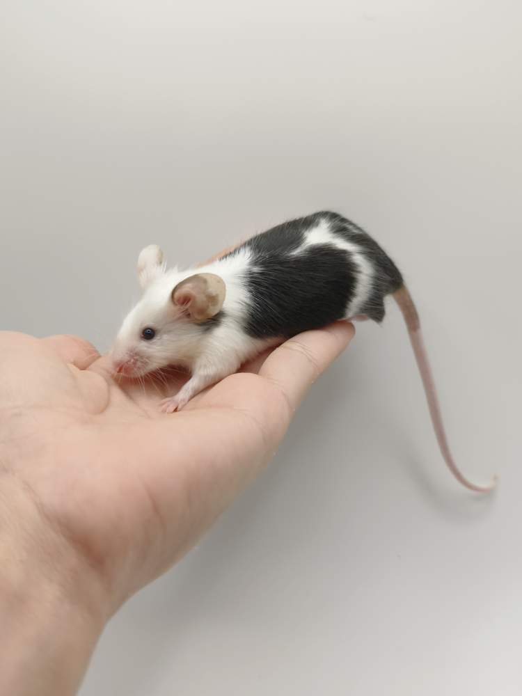 Fancy mouse Breeder Mus musculus 