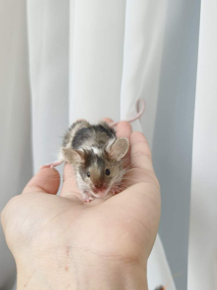 Fancy mouse Breeder Mus musculus 