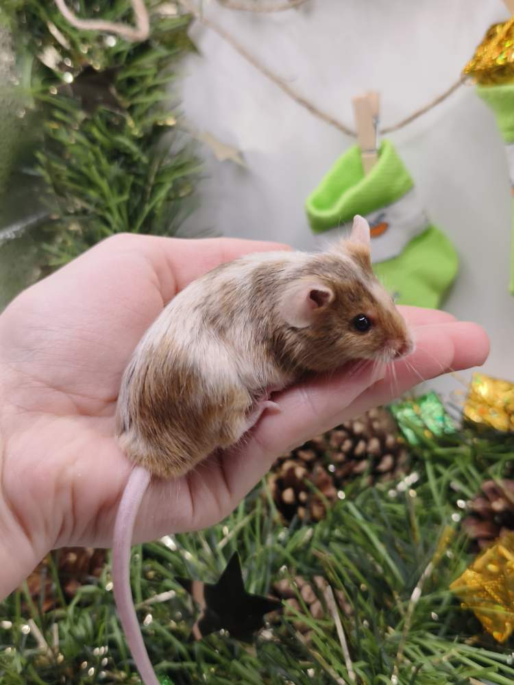 Fancy mouse Breeder Mus musculus 