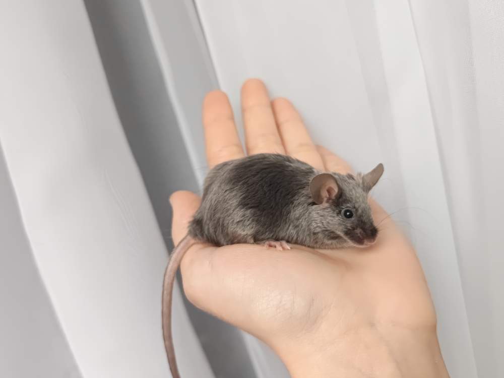 Fancy mouse Breeder Mus musculus 