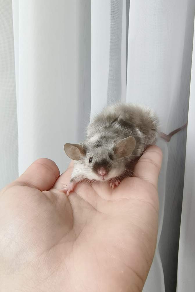Fancy mouse Breeder Mus musculus 