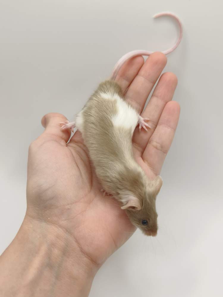 Fancy mouse Breeder Mus musculus 
