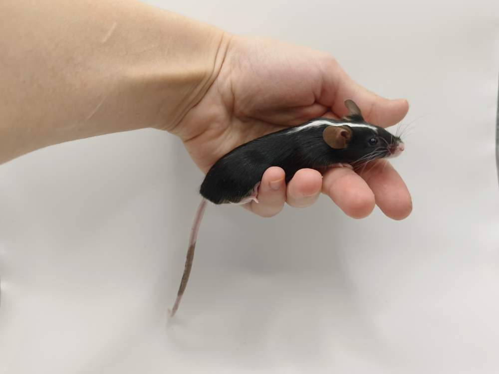 Fancy mouse Breeder Mus musculus 