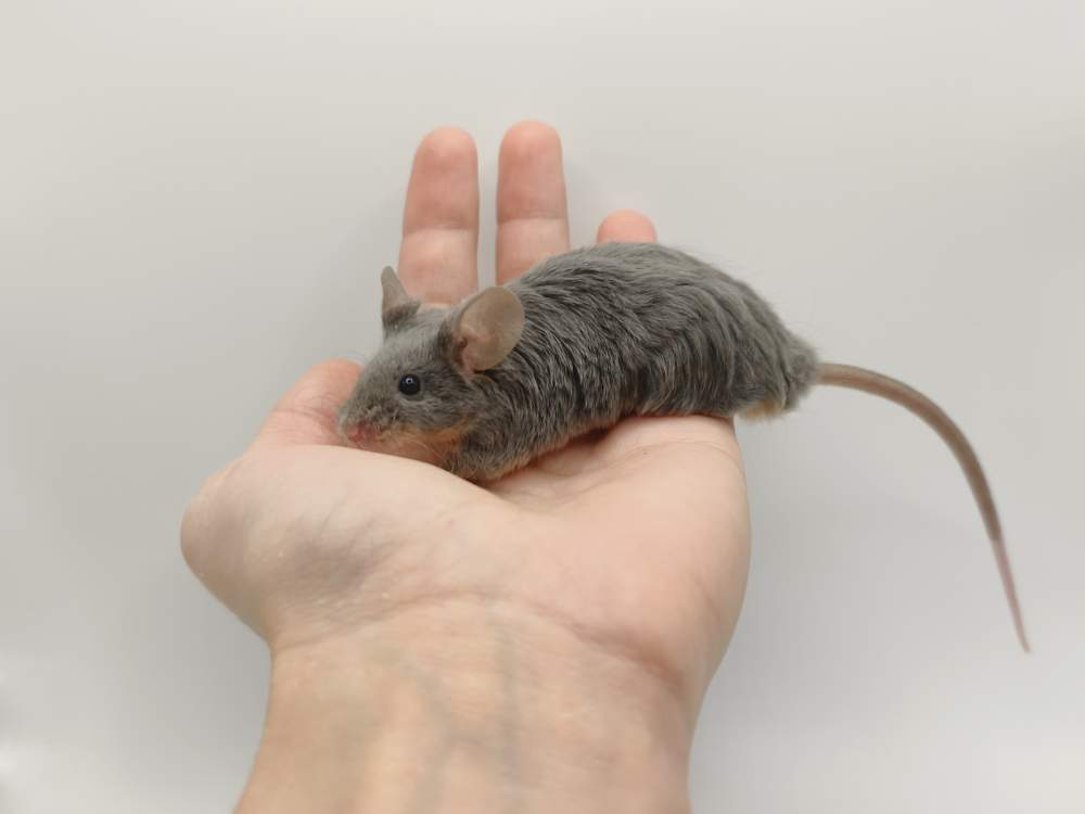Fancy mouse Breeder Mus musculus 