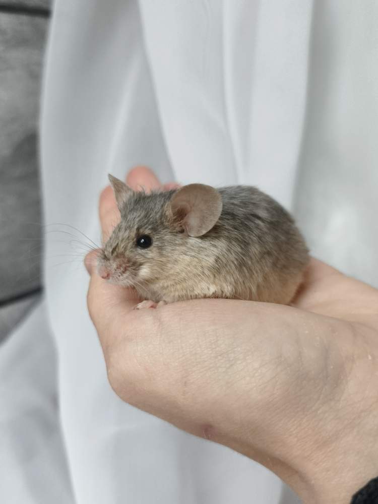 Fancy mouse Breeder Mus musculus 