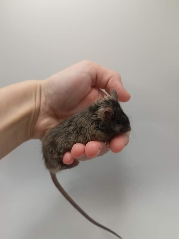 Fancy mouse Breeder Mus musculus 