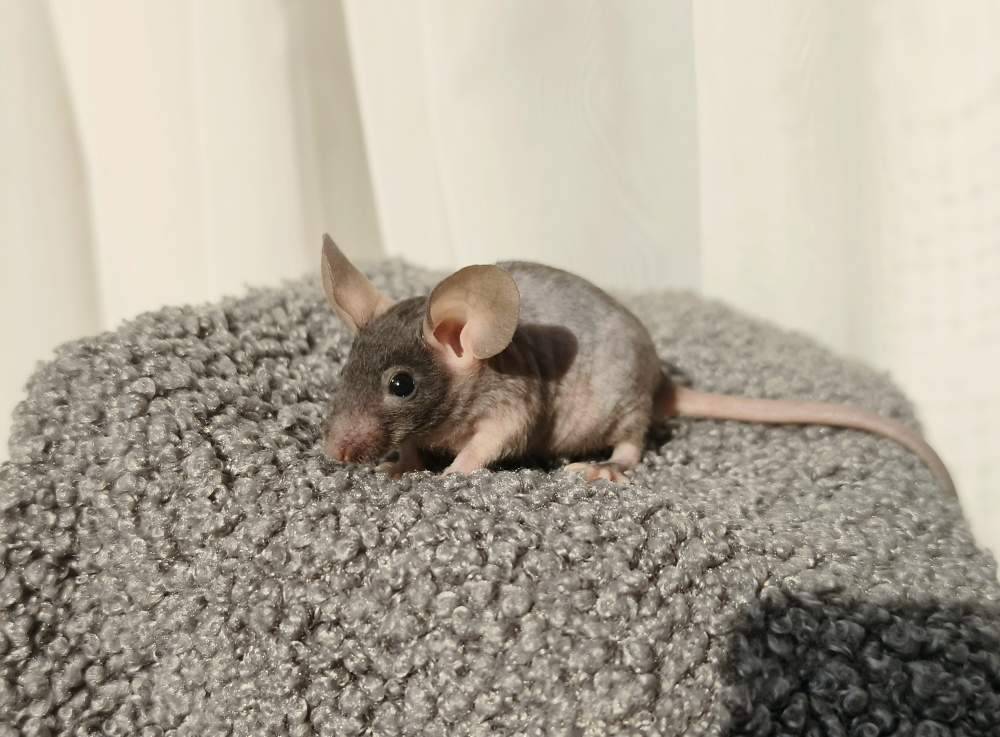 Fancy mouse Breeder Mus musculus 