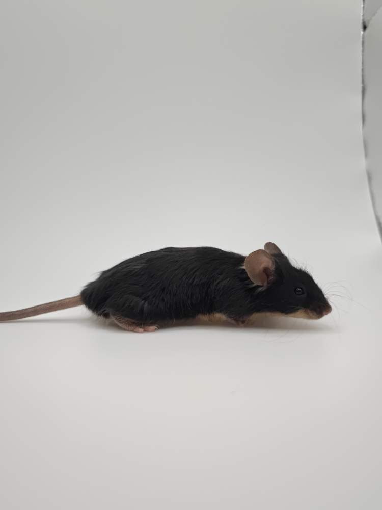 Fancy mouse Breeder Mus musculus 