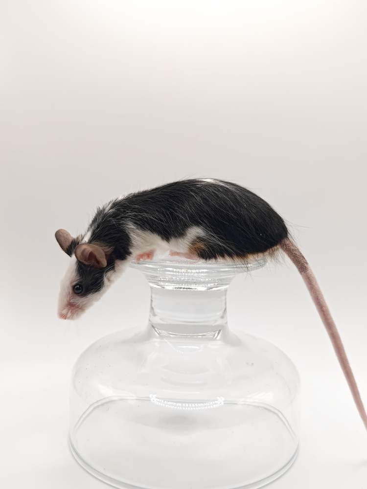 Fancy mouse Breeder Mus musculus 
