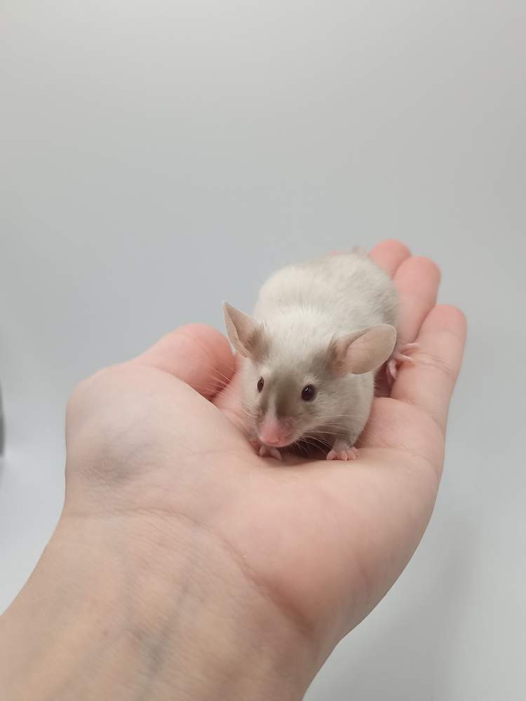 Fancy mouse Breeder Mus musculus 